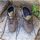 Zapatos Hombre Botas Bestard Botas de montaña y trekking Hombre  Cares Gore-Tex Gris Gris